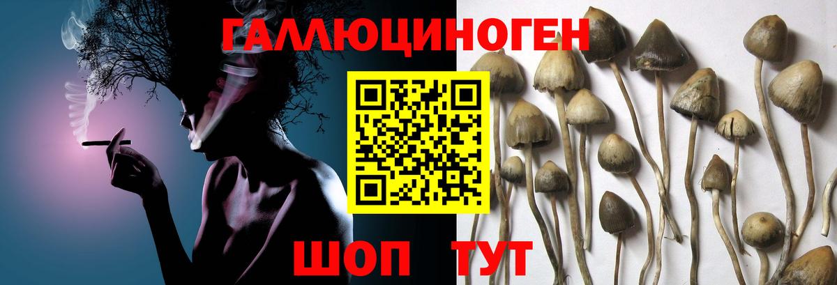 Псилоцибиновые грибы Psilocybine cubensis Самара